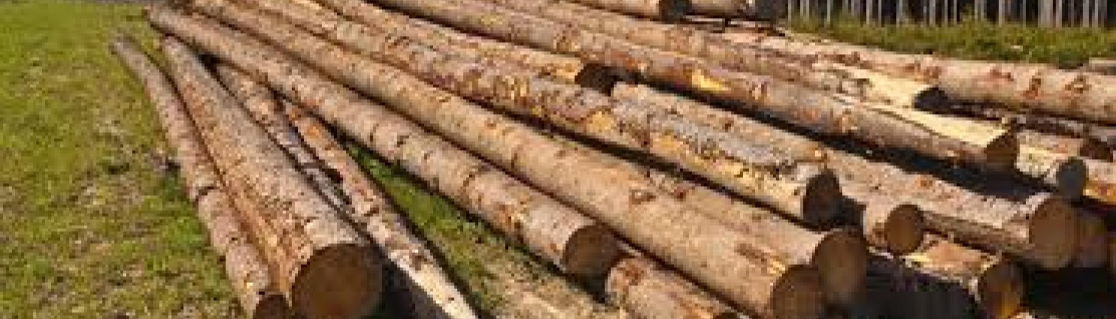 Biomasse & Bois : pourquoi se chauffer au bois ?